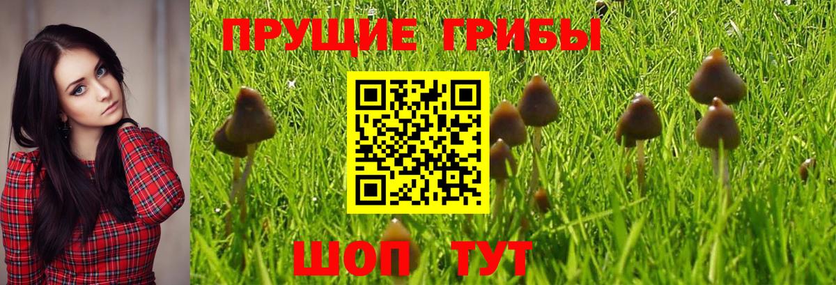 Псилоцибиновые грибы Magic Shrooms  Вход с VPN  Гусиноозёрск  Галлюциногенные грибы ЛСД 
